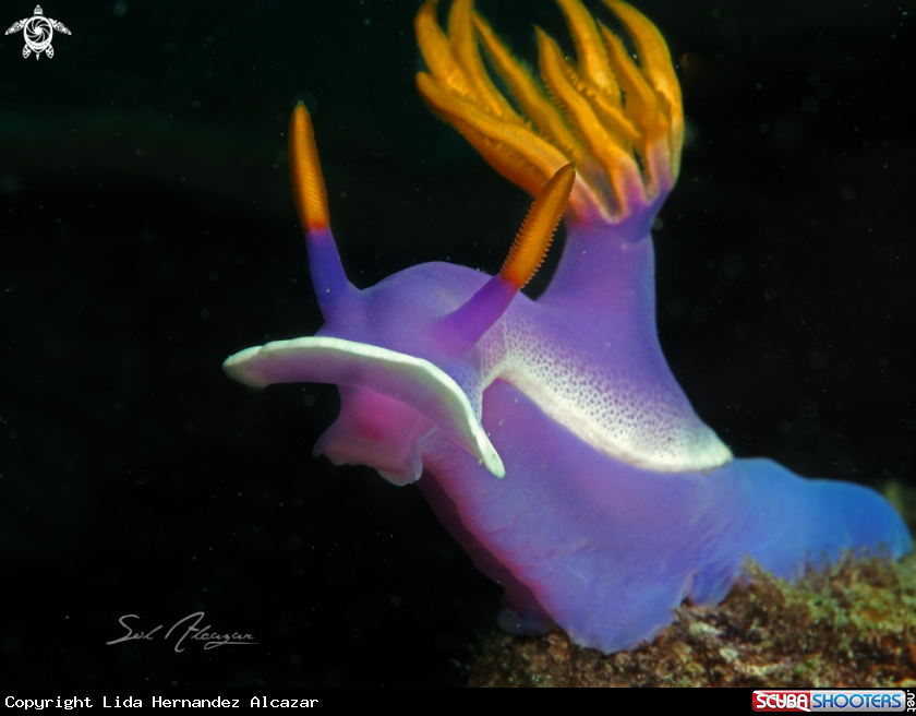 A Hypseledoris Apolema