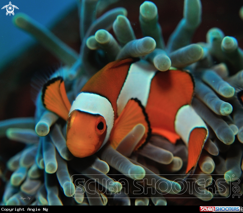 A Amphprion ocellaris