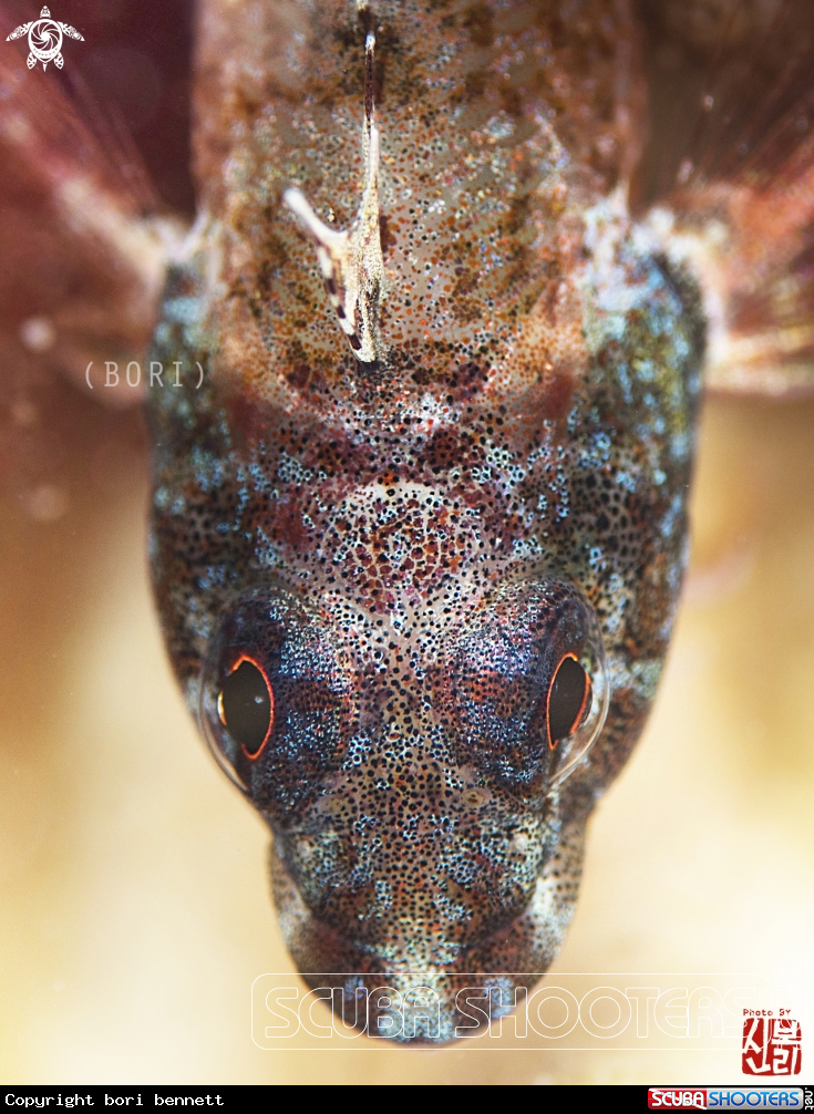A Triplefin 