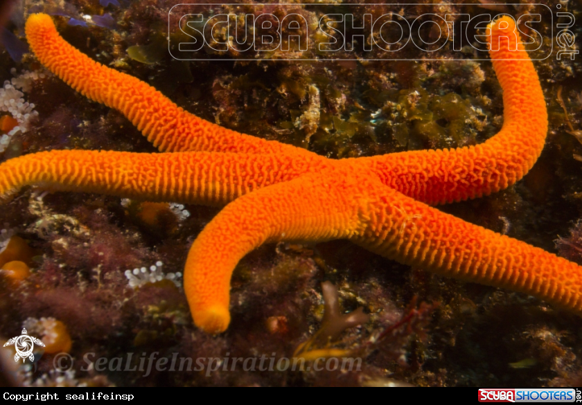 A Blood Star