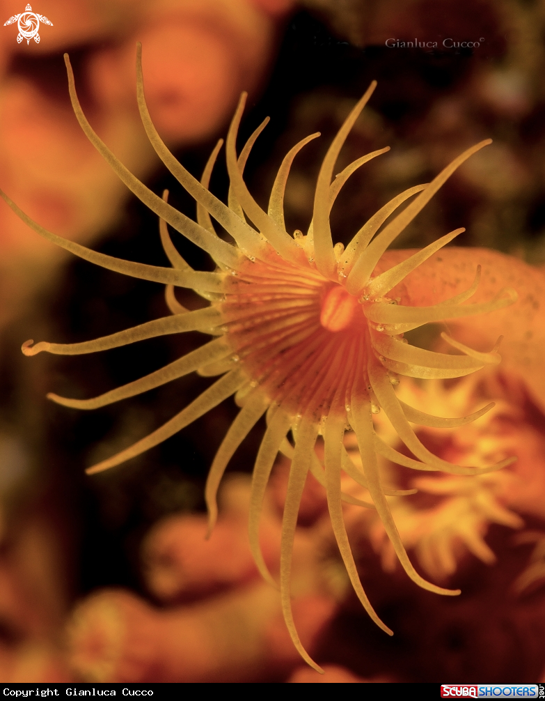 A yellow cluster anemone,Margherita di mare