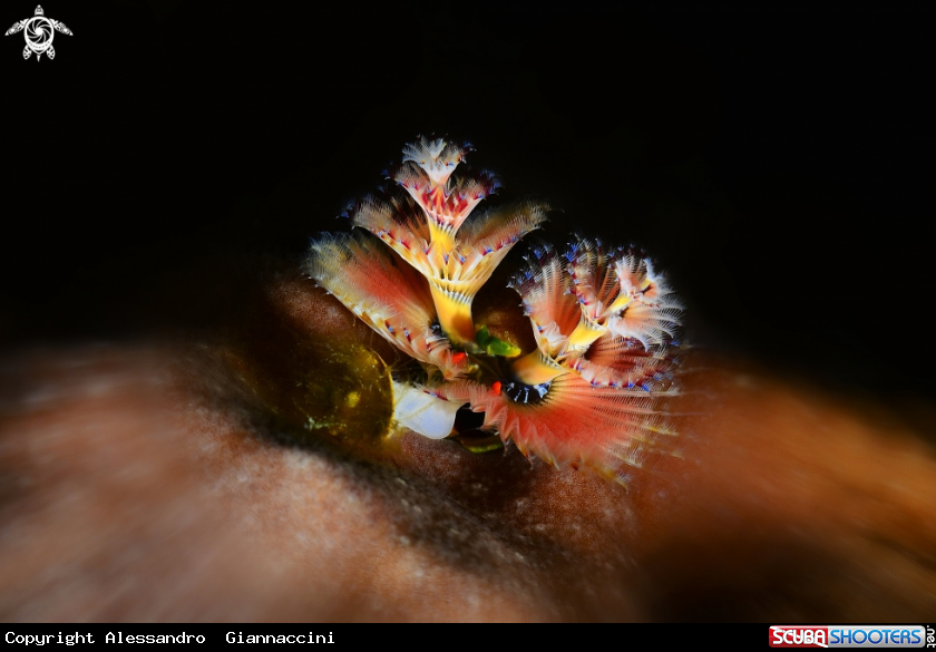 A verme Spirobranchus giganteus