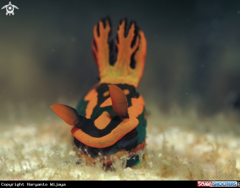 A tambja nudi
