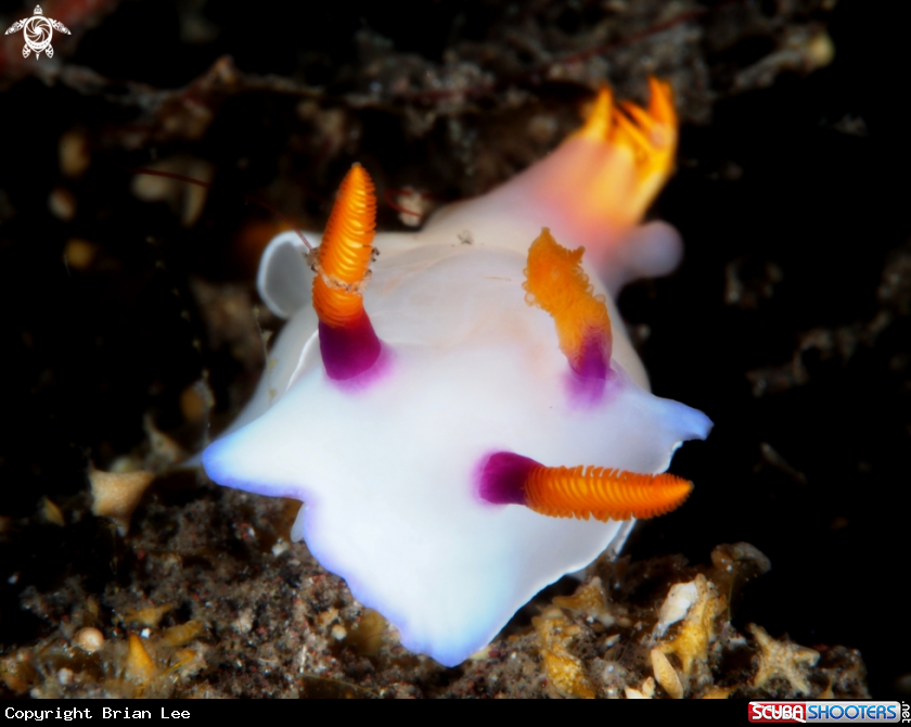 A Nudibranch