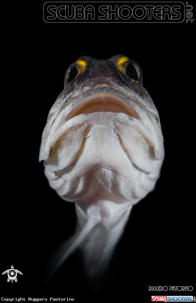 A Jawfish