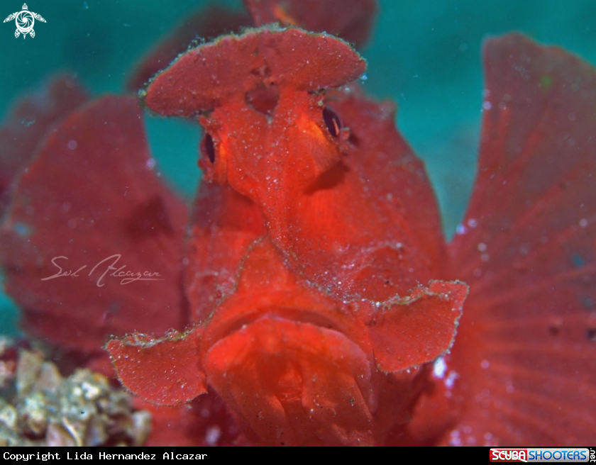 A Rhinopias eschmeyeri