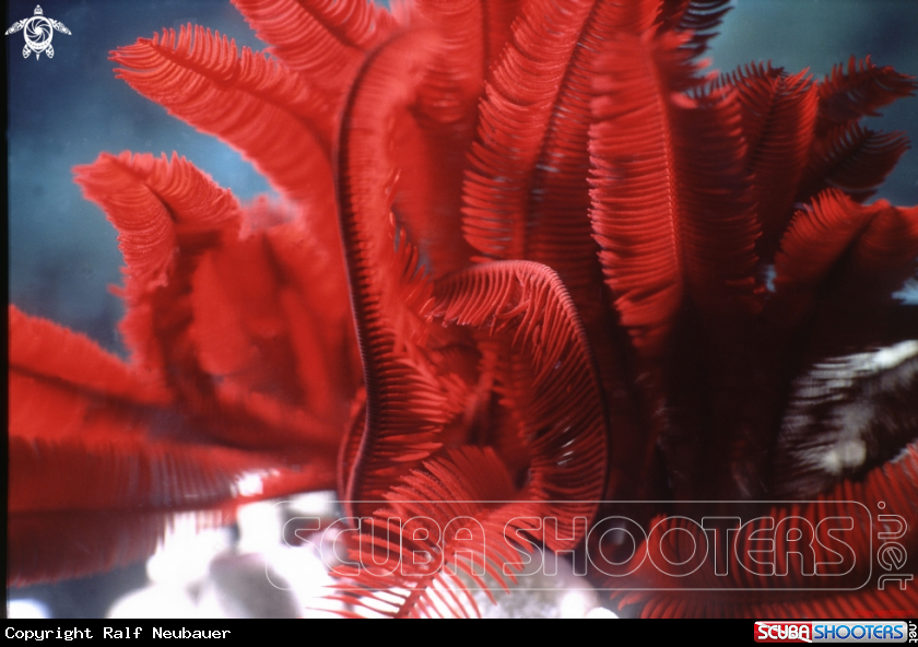 A underwater creature