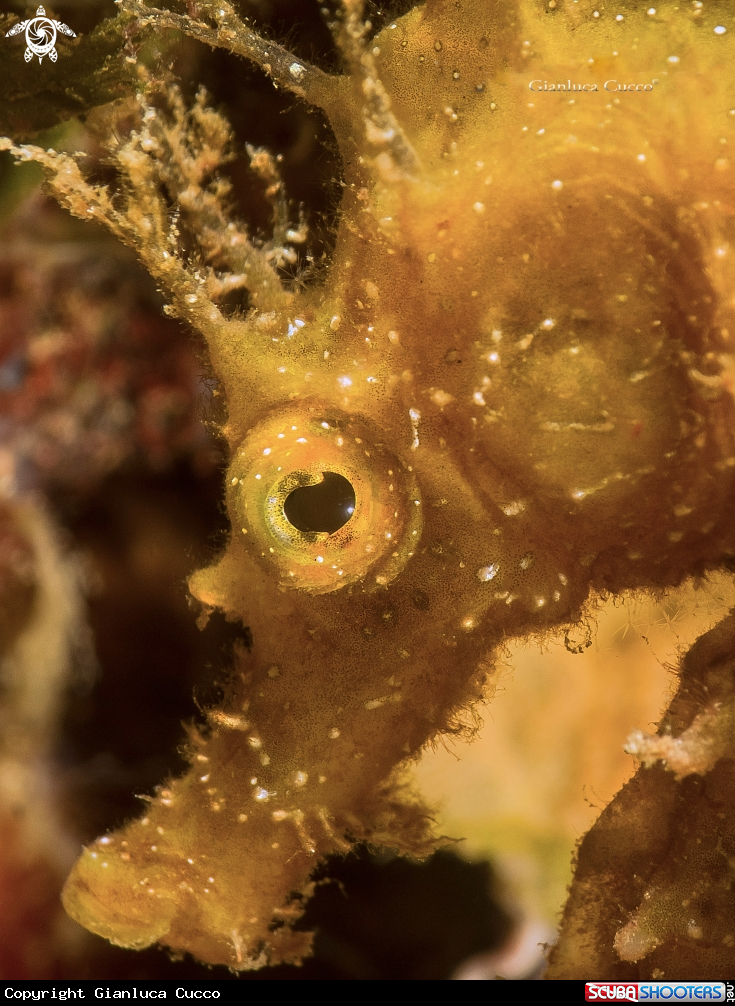 A Sea horse