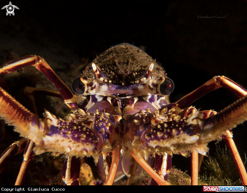 A Lobster