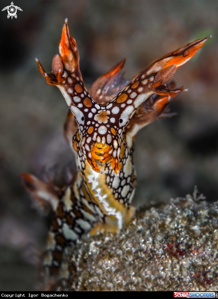 A Nudibranch