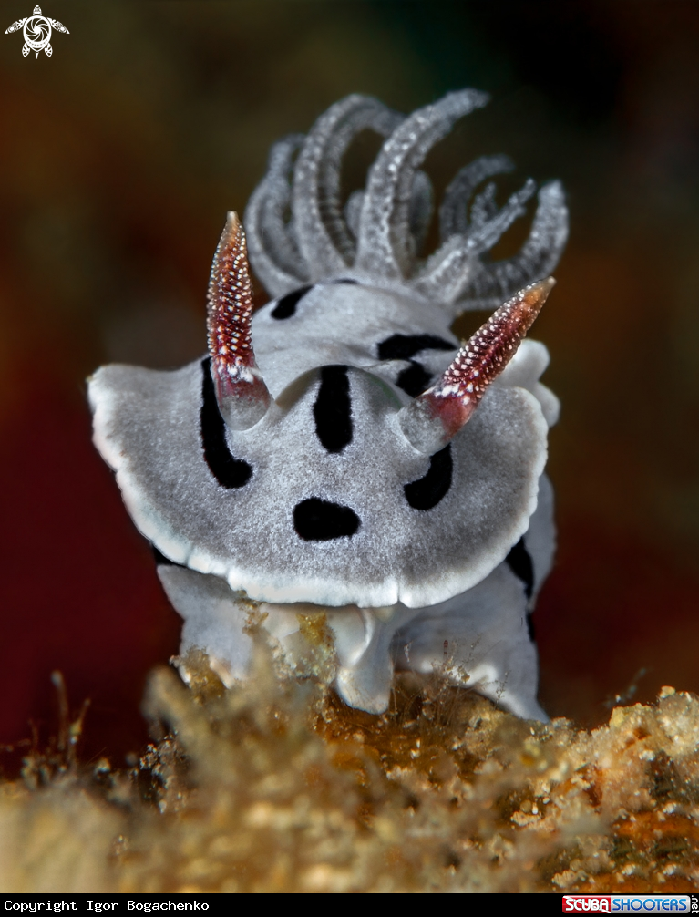 A Nudibranch