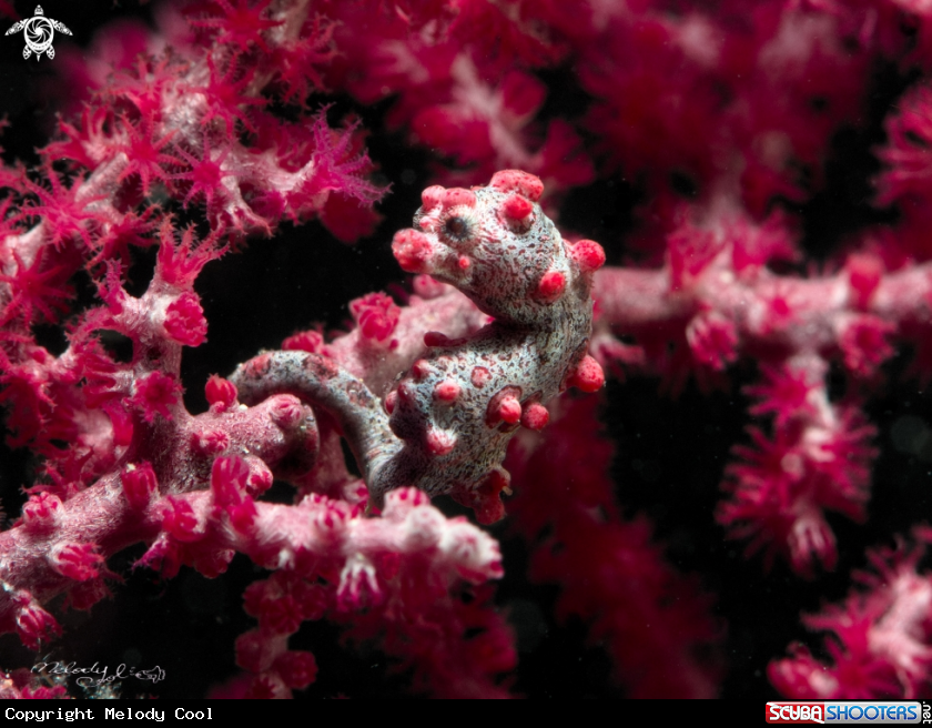 A pygmy seahorse 