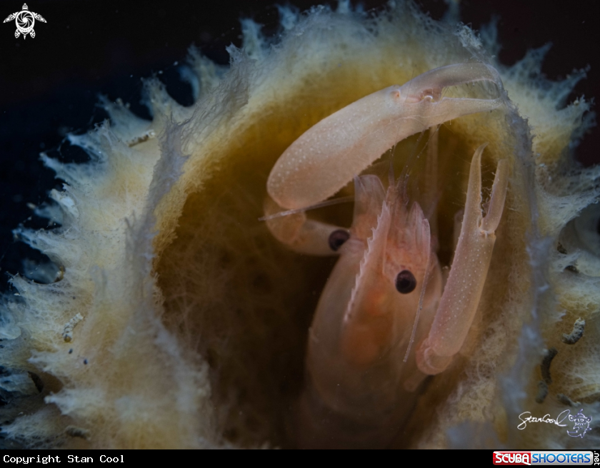 A Sponge Shrimp