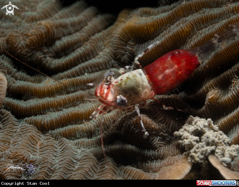 A Medicine pill shrimp
