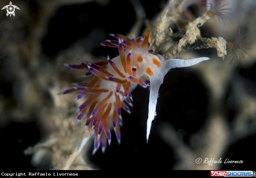 A Cratena peregrina