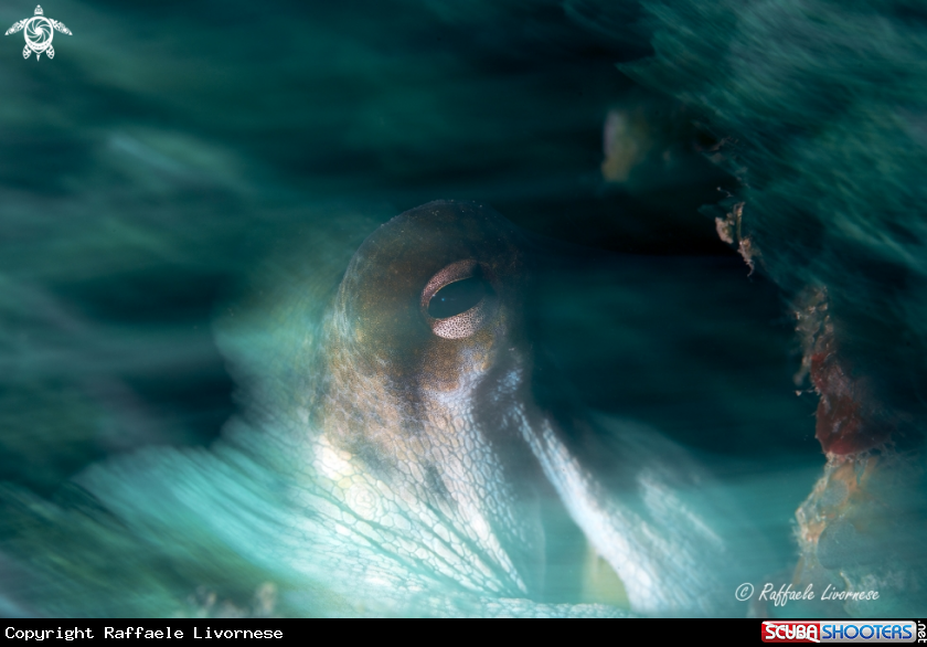 A Octopus 