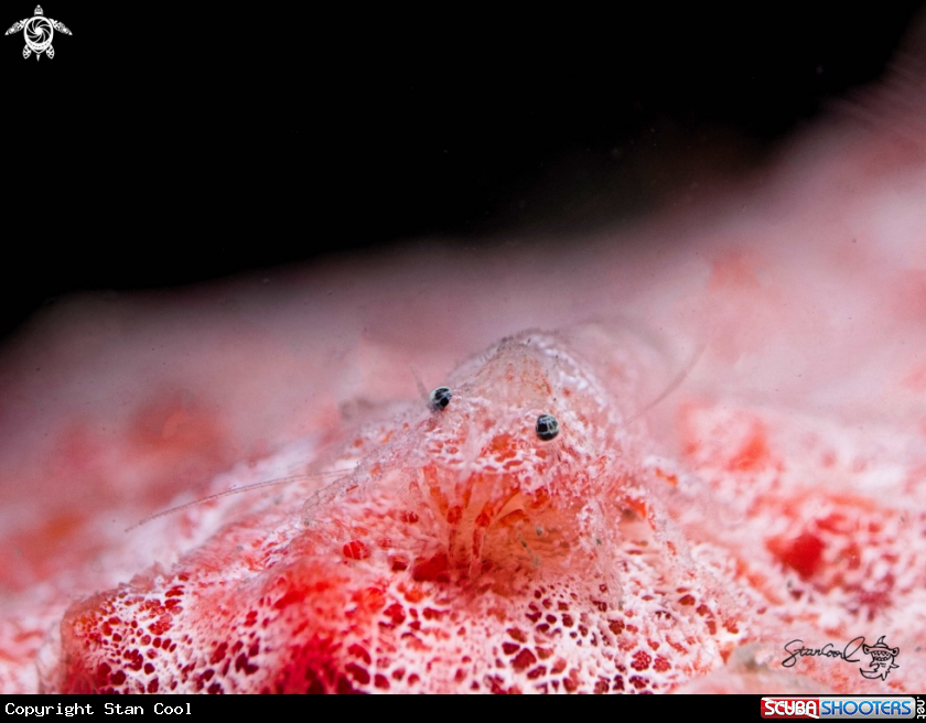 A Sponge shrimp 2
