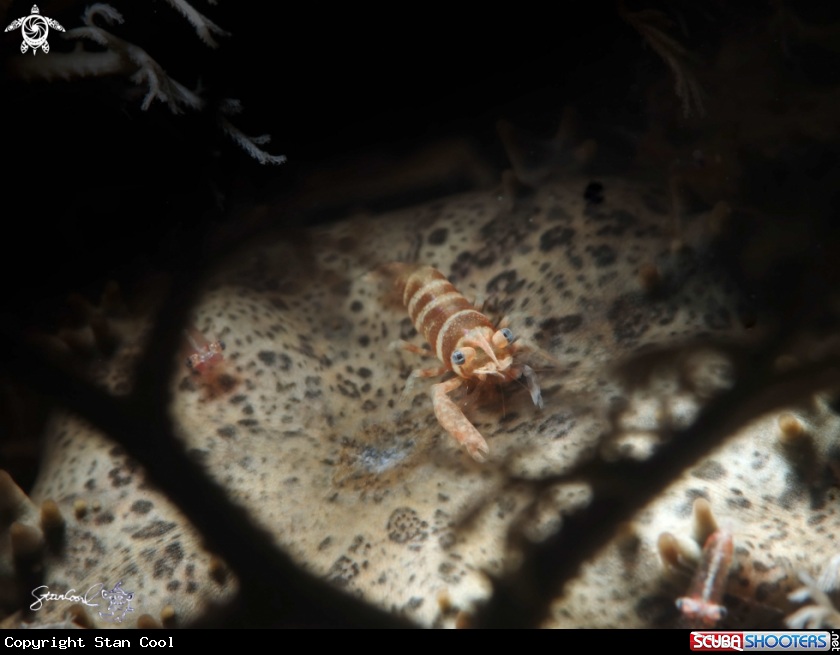 A Basket shrimp