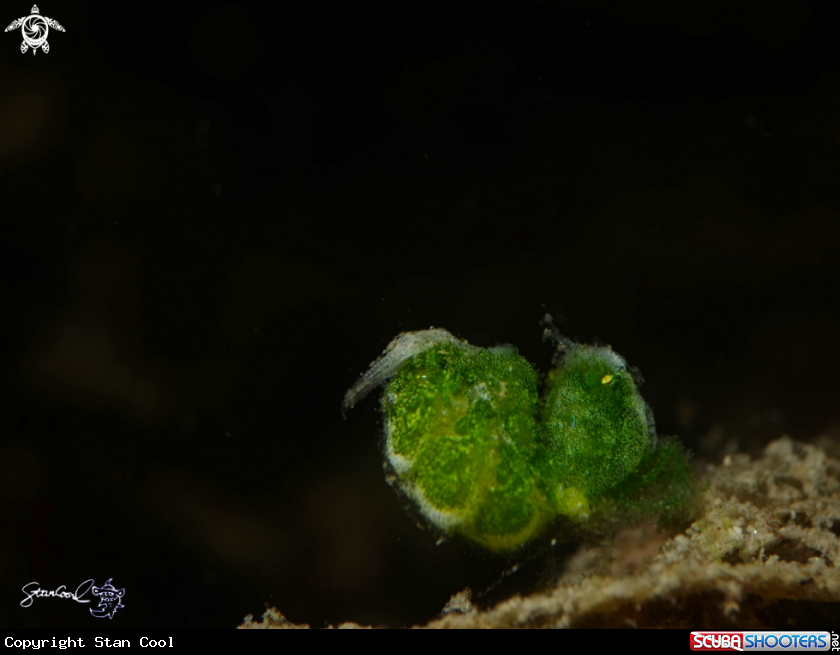 A Green hairy shrimp