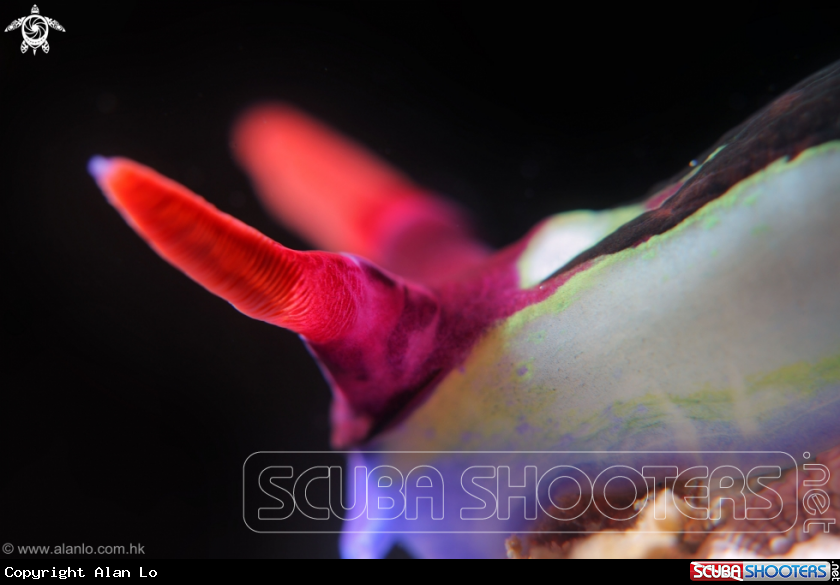 A Dorid Nudibranch
