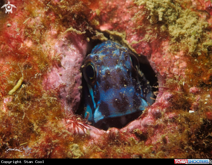 A Blenny Goby