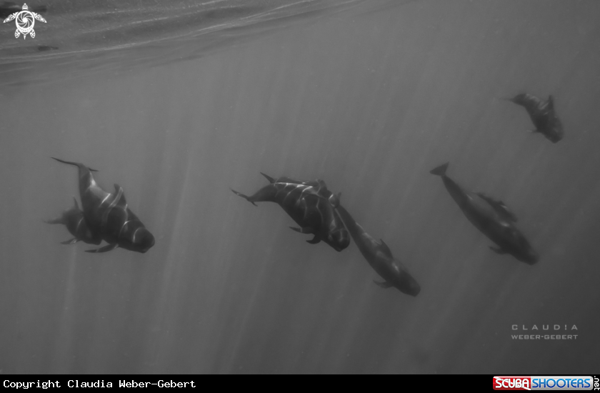 A Pilot whales