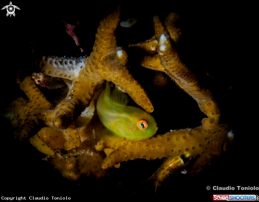 A Hairy Goby