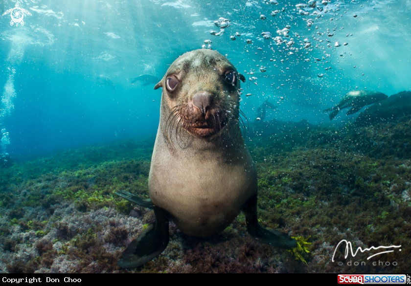 A Australian Fur Seal