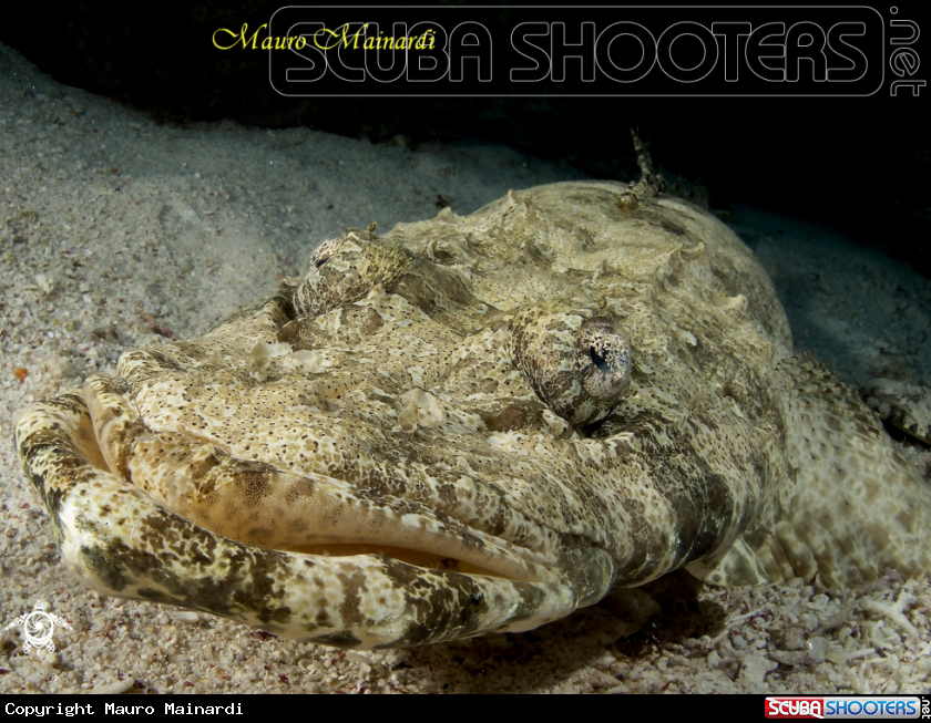 A Crocodile fish
