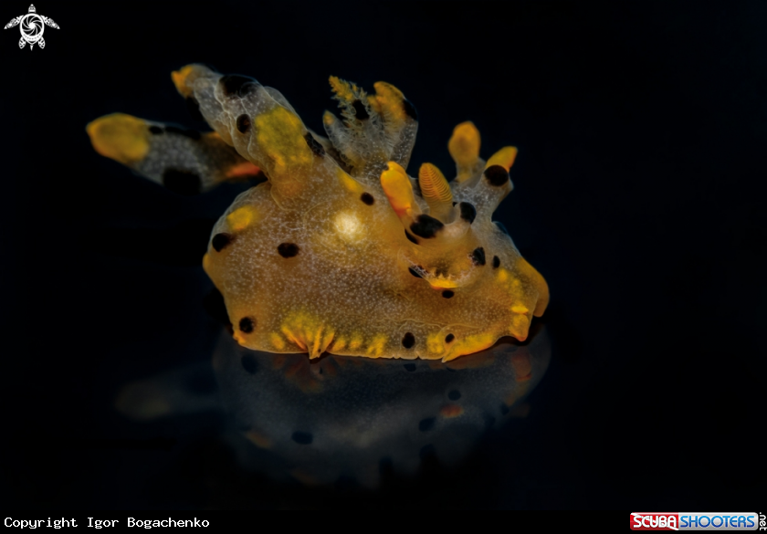 A Nudibranchs