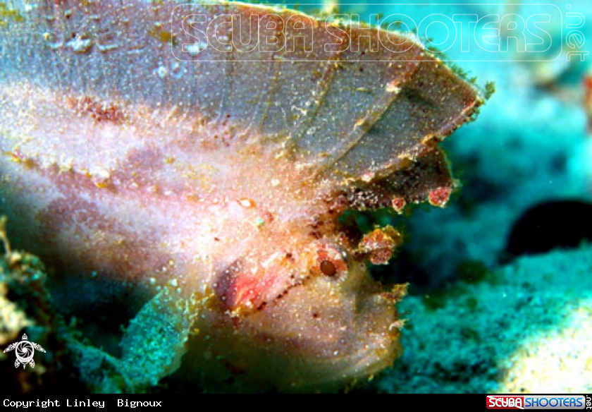 A Frogfish Mauritius