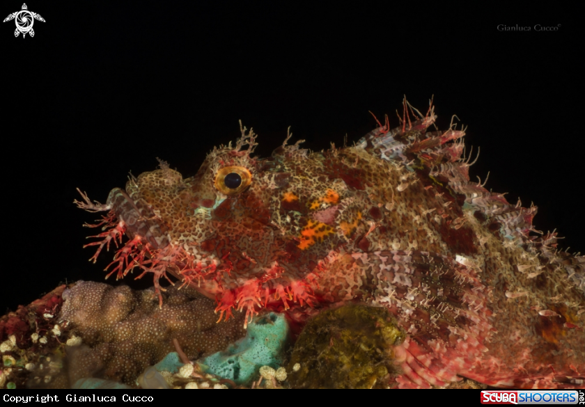 A Scorpion Fish