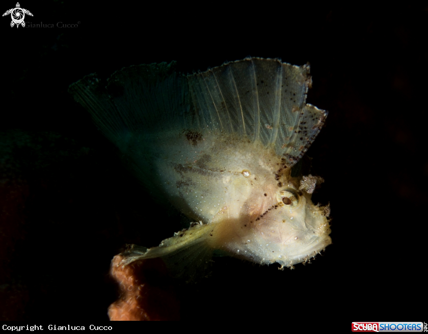 A  Leaf scorpionfish,Pesce scorpione foglia