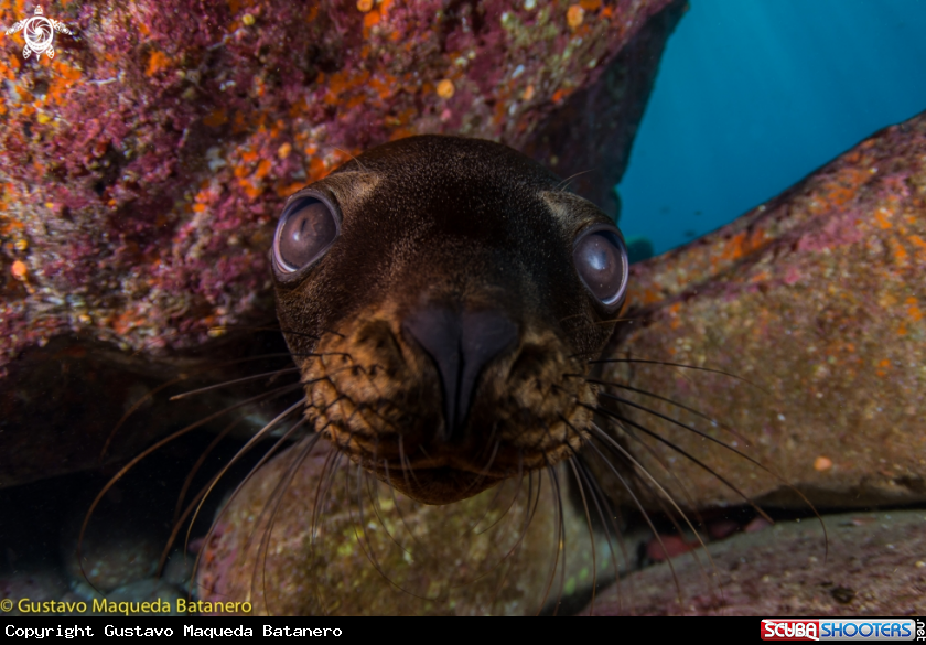 A Sea lion