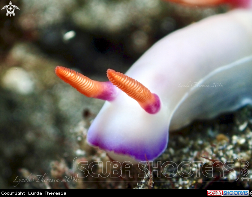 A Hypselodoris