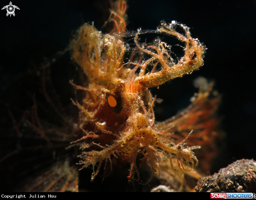 A Ambon Scorpionfish