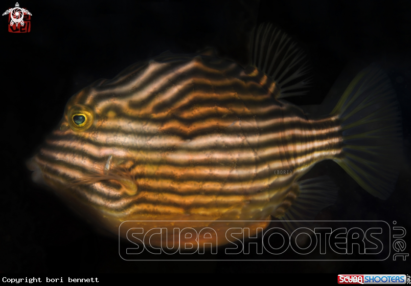 A Cowfish
