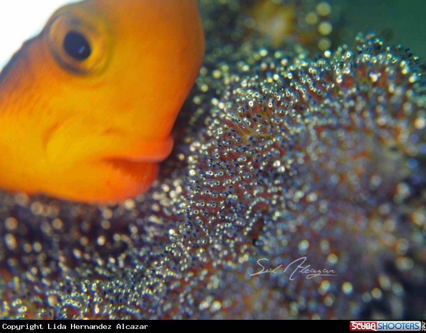 A Anemonefish