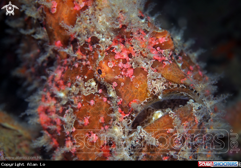 A Warty Frogfish