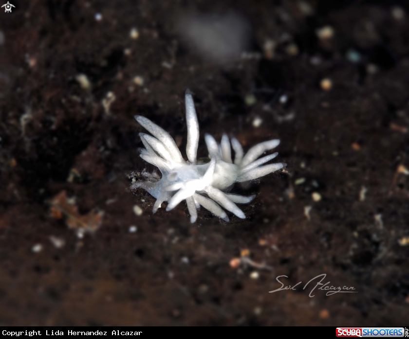 A Tiny Nudibranch