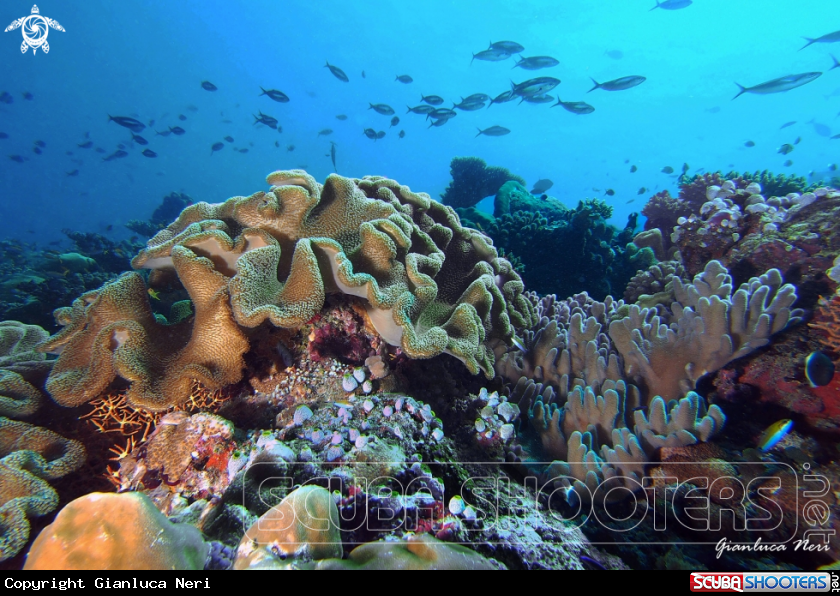 A Soft corals