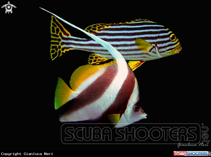 A Angel fish and oriental sweelips