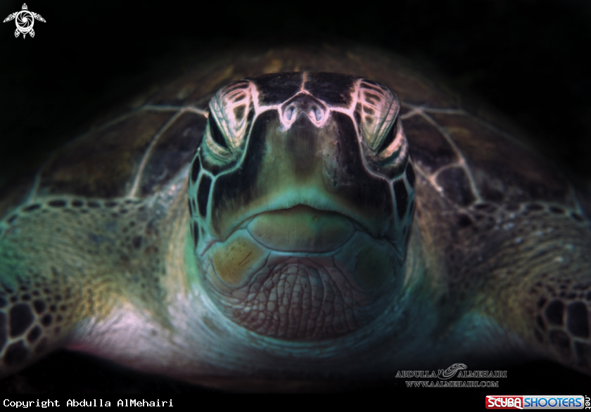 A turtle