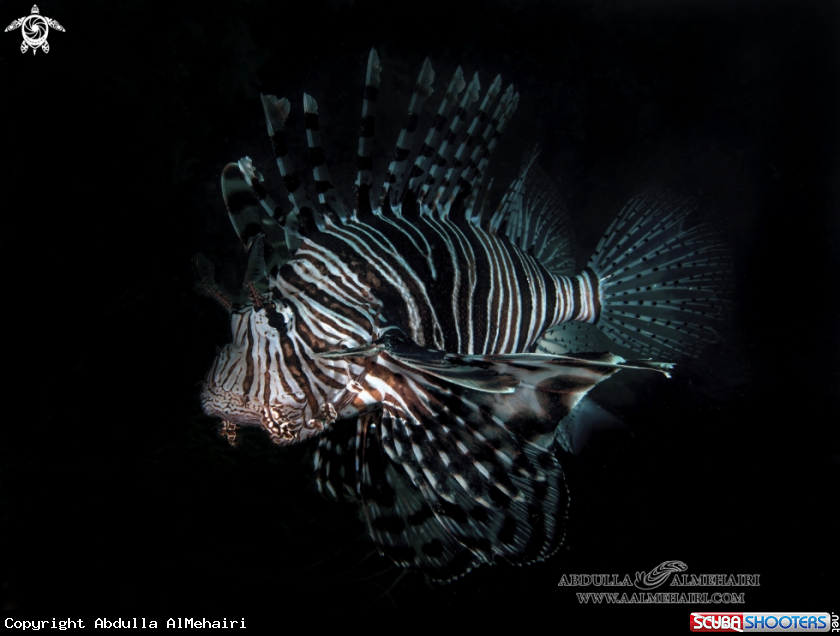 A LionFish