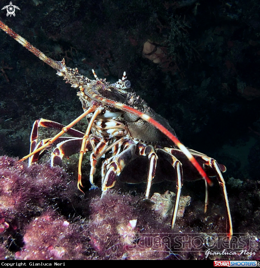 A Lobster