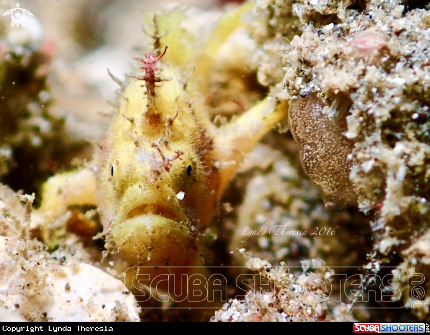 A Hairy Frogfish (Juvenile)