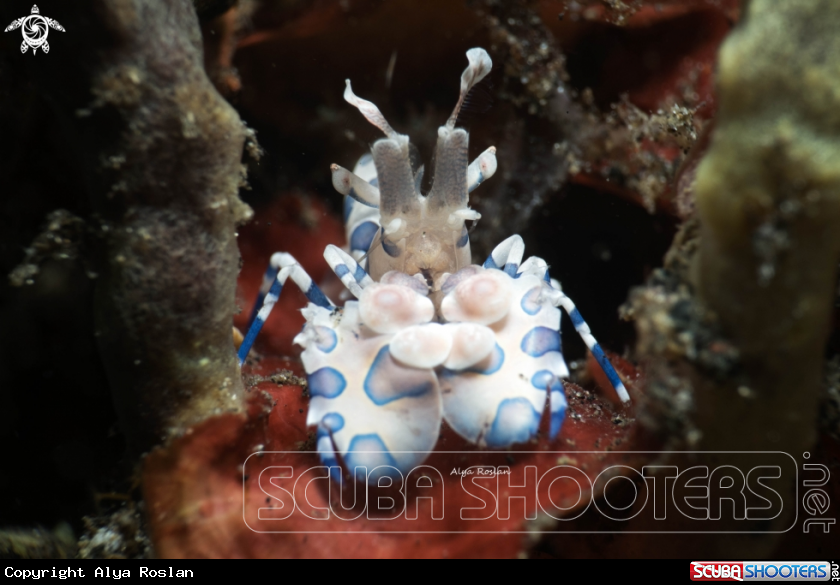 A Harlequin Shrimp (Hymenocera Picta)