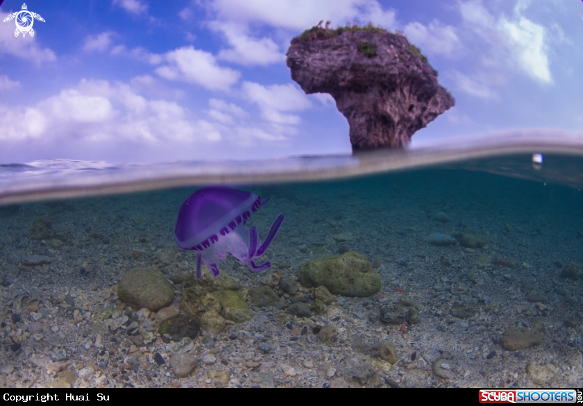 A Jellyfish