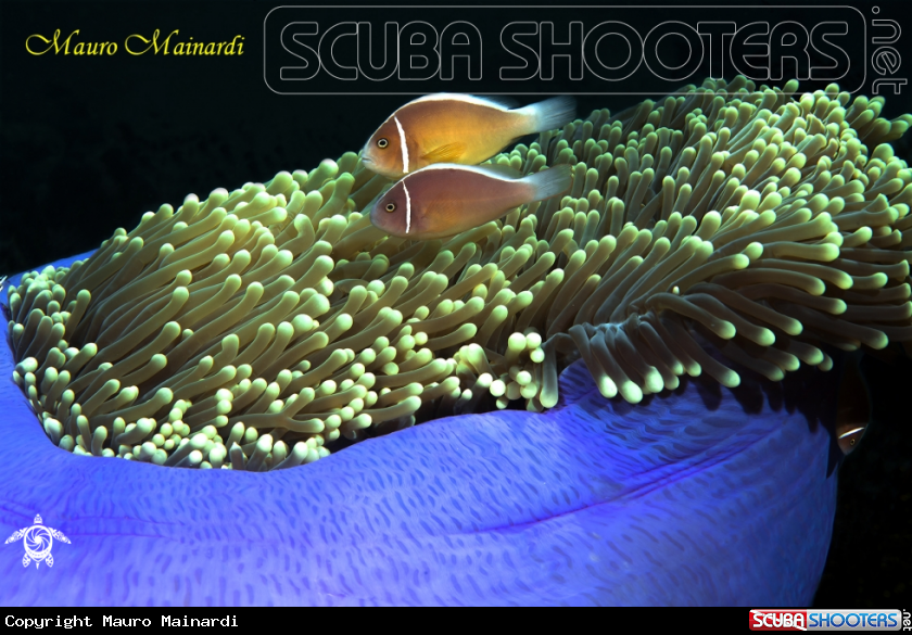 A Anemone and clownfish