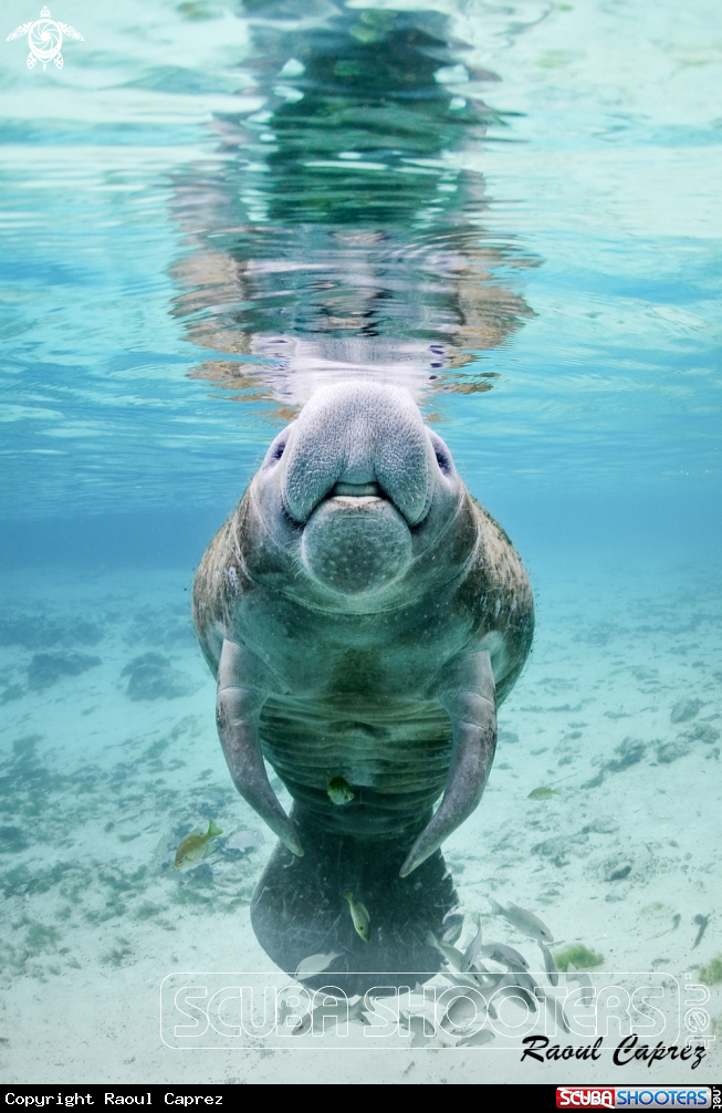 A Manatee